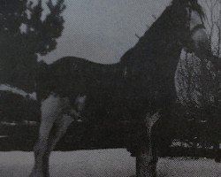 stallion Durham Max (Clydesdale, 1977, from Chieftain Sensation)