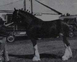 stallion Boulder Bluff Centennial (Clydesdale, 1983, from George W Cooper)