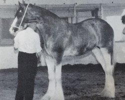 broodmare Eden May Morn (Clydesdale, 1983, from Torrs Pointsman)