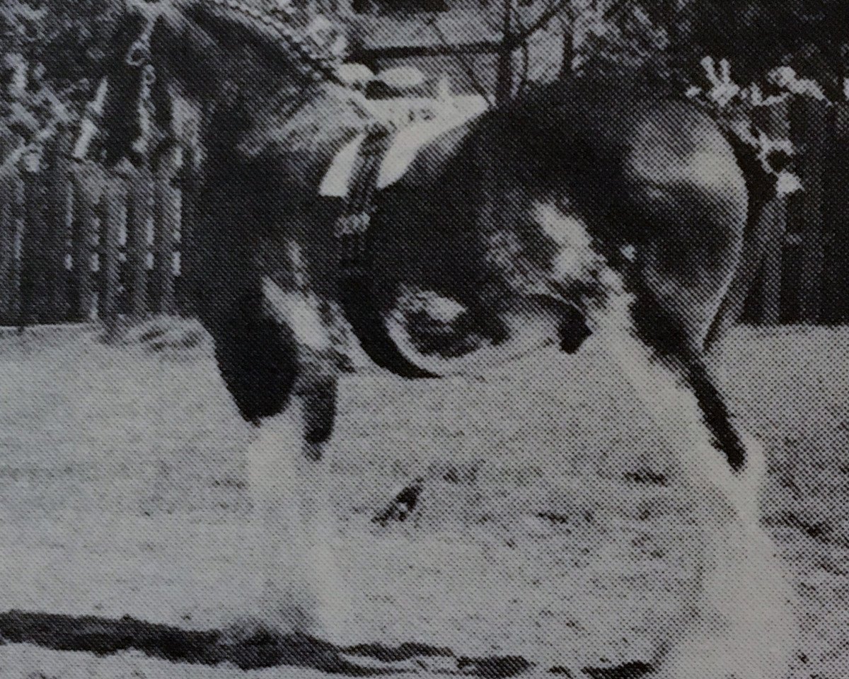 stallion Doura Young Lochinvar (Clydesdale, 1981, from Doura Magnificent)