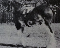 Deckhengst Doura Young Lochinvar (Clydesdale, 1981, von Doura Magnificent)