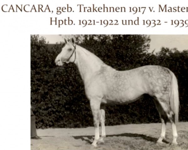 stallion Cancara (Trakehner, 1917, from Master Magpie xx)