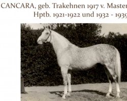 stallion Cancara 457 (Trakehner, 1917, from Master Magpie xx)