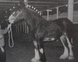 horse Sweet Royal Princess (Clydesdale, 1980, from Royal Count 2nd)