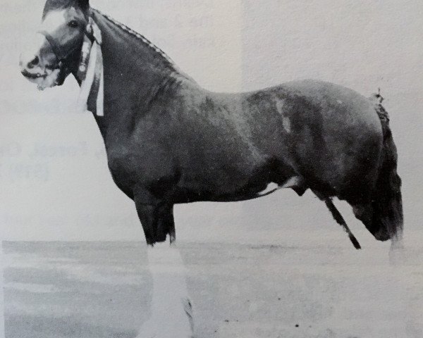 Deckhengst Ridgedale Prince (Clydesdale, 1983, von Doura Student Prince)