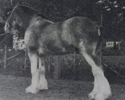 Deckhengst Croydon Ensign (Clydesdale, 1935, von Doune Lodge Baron's Last)