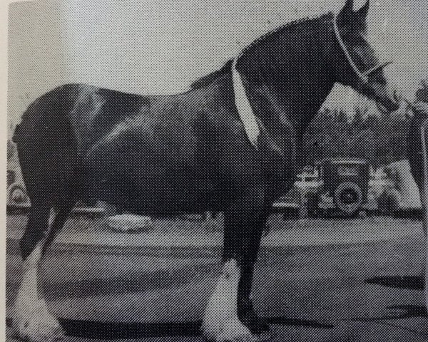 Pferd Chief (Clydesdale,  , von Deanston Gallant)