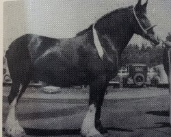 Pferd Chief (Clydesdale,  , von Deanston Gallant)