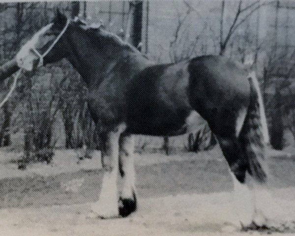 Zuchtstute Croydon Ina (Clydesdale, 1927, von Deanston Gallant)