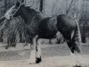 broodmare Croydon Ina (Clydesdale, 1927, from Deanston Gallant)