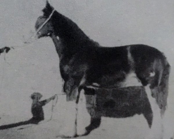 Deckhengst Deanston Gallant (Clydesdale, 1924, von Gallant Buchlyvie)