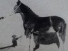 stallion Deanston Gallant (Clydesdale, 1924, from Gallant Buchlyvie)