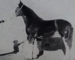 stallion Deanston Gallant (Clydesdale, 1924, from Gallant Buchlyvie)