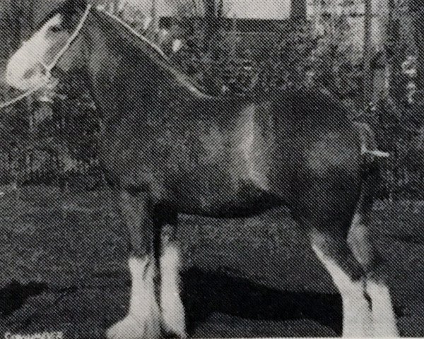 Zuchtstute Birdhouse Heart's Desire (Clydesdale, 1948, von Boltonhall Ambassador)