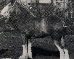 broodmare Birdhouse Heart's Desire (Clydesdale, 1948, from Boltonhall Ambassador)