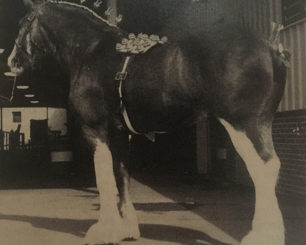 Deckhengst Boreland Prince Ossian (Clydesdale, 1981, von Balwill Grandeur)