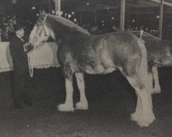 broodmare Dalfoil Donella (Clydesdale, 1967, from Torrs Renown)