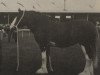 Zuchtstute Glororum Maria (Clydesdale, 1965, von Torrs Benefactor)