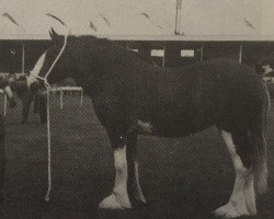 Zuchtstute Glororum Maria (Clydesdale, 1965, von Torrs Benefactor)