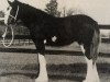 broodmare Armageddon's Mistress Magdalene (Clydesdale, 1985, from Torrs Black Magic)