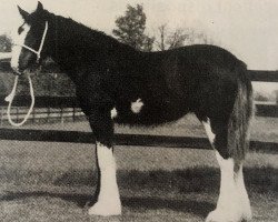 broodmare Armageddon's Mistress Magdalene (Clydesdale, 1985, from Torrs Black Magic)