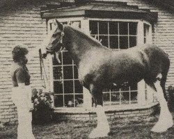 Zuchtstute Doura Royal Misty Dawn (Clydesdale, 1981, von Doura Royal Scot)