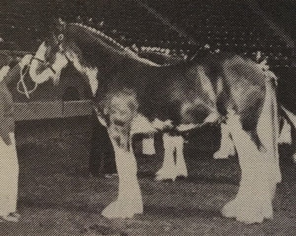 Deckhengst Excelsior's Royal Rusty (Clydesdale, 1983, von Doura Royal Scot)