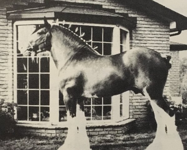 stallion Royal Excelsior Pioneer Major (Clydesdale, 1981, from Doura Royal Scot)