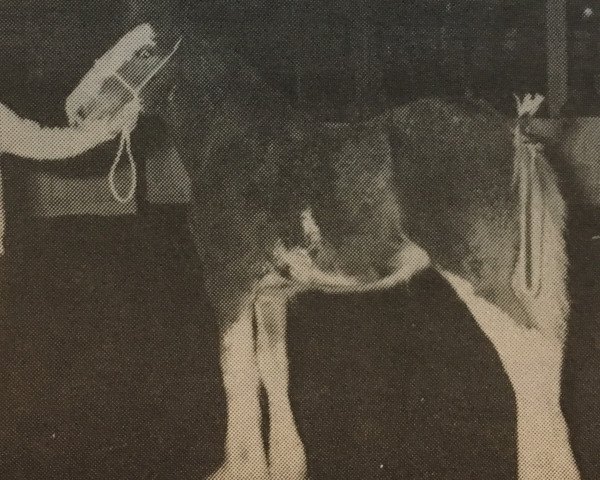 broodmare Mapledoon Cindy (Clydesdale, 1984, from Benedictine Gold Nugget)