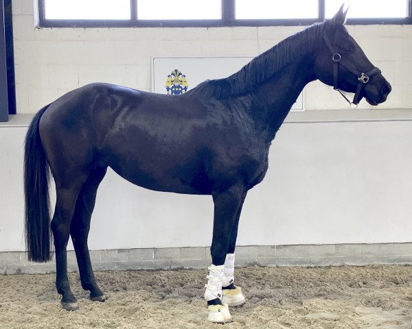 dressage horse Lonkens Orphira (Oldenburg, 2017, from Sir Samoa)