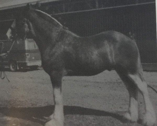 Deckhengst Doura Viceroy (Clydesdale, 1983, von Doura Magnificent)