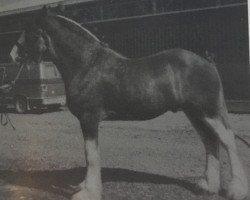 stallion Doura Viceroy (Clydesdale, 1983, from Doura Magnificent)