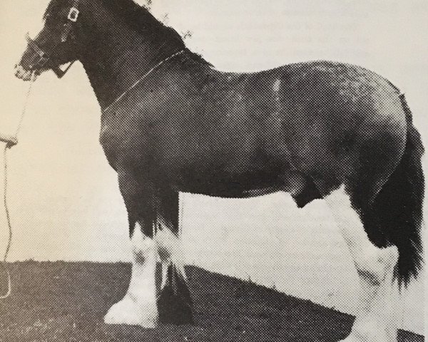 stallion Collessie Ideal Print (Clydesdale, 1960, from Muirton Sensation 24672)