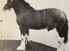 stallion Collessie Ideal Print (Clydesdale, 1960, from Muirton Sensation 24672)
