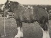 broodmare Clifton Nellie Dene (Clydesdale, 1955, from Balgreen Final Command)