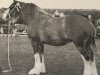 Zuchtstute Clifton Nellie Dene (Clydesdale, 1955, von Balgreen Final Command)