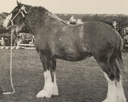 Zuchtstute Clifton Nellie Dene (Clydesdale, 1955, von Balgreen Final Command)