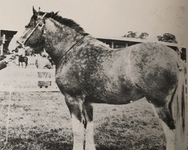 Zuchtstute Hayston Lucky Girl (Clydesdale, 1963, von Craigie Paramount)