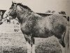 broodmare Hayston Lucky Girl (Clydesdale, 1963, from Craigie Paramount)