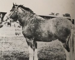 Zuchtstute Hayston Lucky Girl (Clydesdale, 1963, von Craigie Paramount)