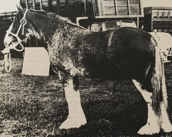 Zuchtstute Glororum Petula (Clydesdale, 1960, von Doura Perfection)