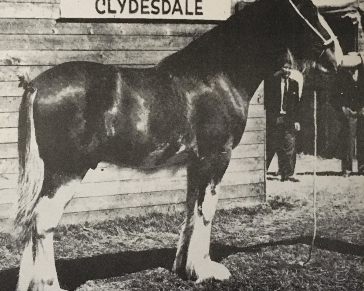 Deckhengst Bellmount Ideal (Clydesdale, 1959, von Dunsyre Double Star)