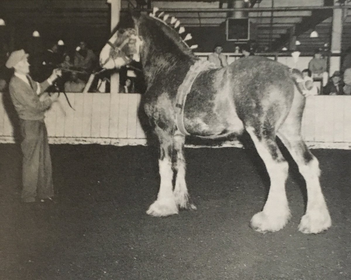 Deckhengst Bardrill Vintage (Clydesdale, 1965, von Glenord)