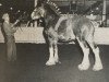 stallion Bardrill Vintage (Clydesdale, 1965, from Glenord)