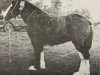 broodmare Balwill Mayflower (Clydesdale, 1956, from Balwill Print)