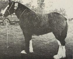 Zuchtstute Balwill Mayflower (Clydesdale, 1956, von Balwill Print)