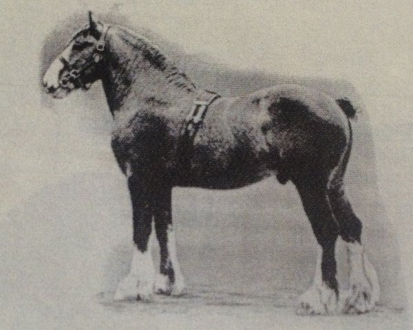 stallion Trojan 13922 (Clydesdale,  , from Durbar 11695)