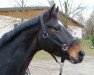 dressage horse Dublin S (Württemberger, 2001, from Dornenkönig)