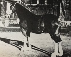 Zuchtstute Lady Lonsdale 58293 (Clydesdale,  , von Ardyne Refiner)