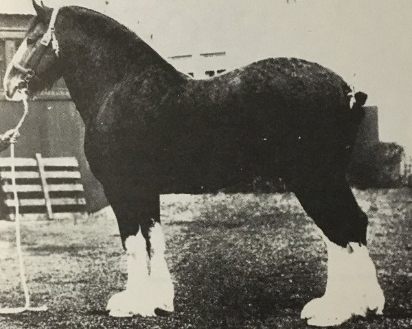 stallion Windlaw Marcellus (Clydesdale,  )